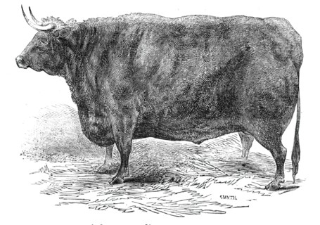 Mr Hudson's 3 years and 10 months old Hereford ox - prize £15