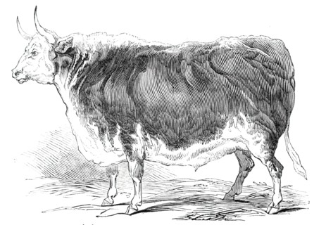 Mr. Senior's 4 years and [?] months old Hereford ox - prize £20