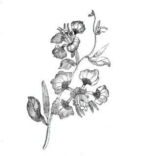 Elegant clarkia