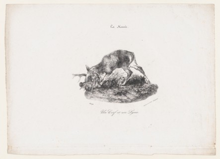 A Deer and a Lynx