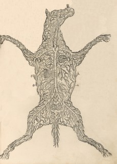 Anatomia del Cavallo. Infirmita del Cavallo