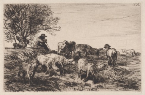 Herd of Sheep
