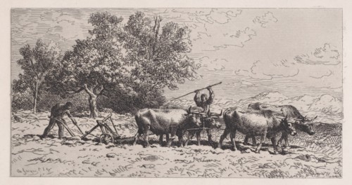 Attelage de Boeufs