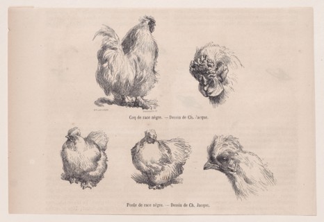 Silkie Cockerel and Silkie Hen