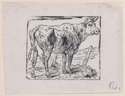 A Cow