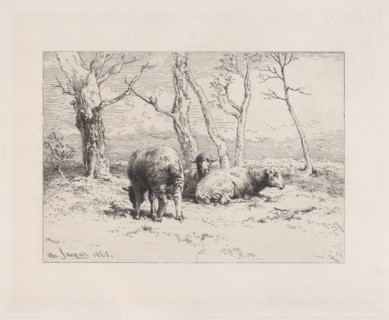 Moutons