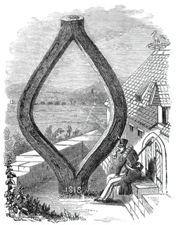 Curious Oak at Baden-Baden, 1844. Creator: Unknown.