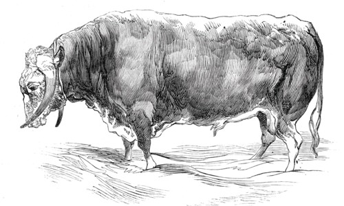 Mr. W. Brine's long-horned bull, 1844. Creator: Unknown.