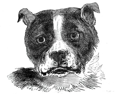 Head of the Bull Dog, 1844. Creator: Unknown.