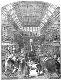 The Hunterian Museum, at the Royal College of Surgeons, 1845. Creator: Unknown.