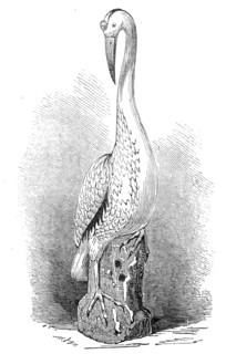 Rare old India China stork, 1845. Creator: Unknown.