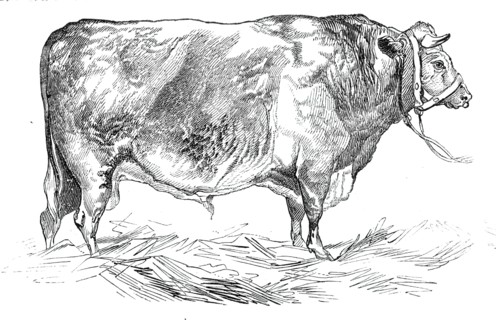 Mr. W. Fould's short-horned bull, 1844. Creator: Unknown.