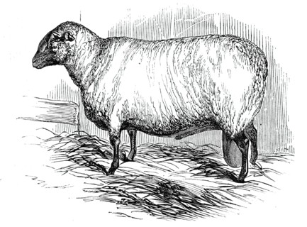 Mr. T. Hutton's Hampshire Down ram, 1844. Creator: Unknown.