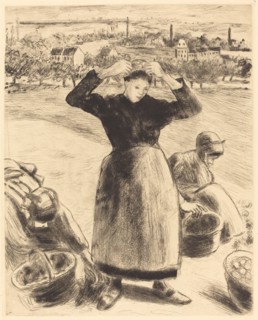 Gathering Potatoes