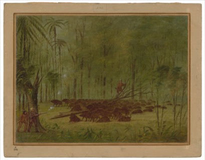 A Fight with Peccaries - Caribbe