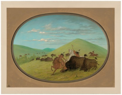 Buffalo Chase - Bulls Protecting the Calves