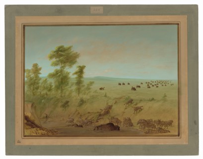Mired Buffalo and Wolves