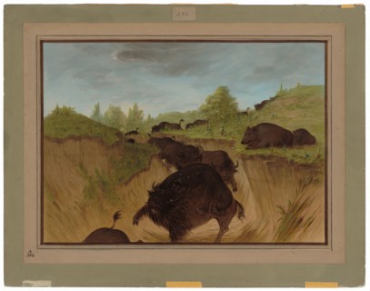 Grizzly Bears Attacking Buffalo