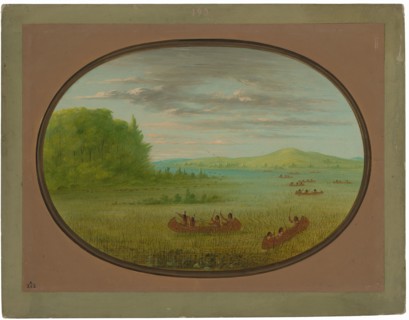 Gathering Wild Rice - Winnebago