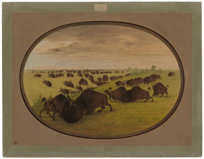 Bulls Fighting