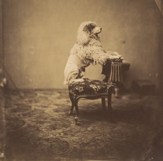 [Empress Eugénie's Poodle]