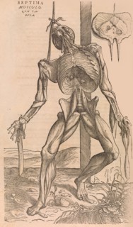 De humani corporis fabrica