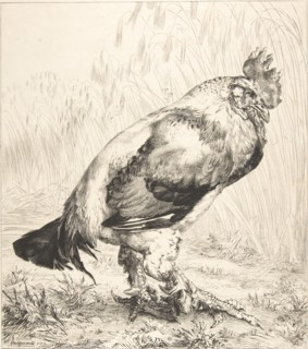 The Old Cock