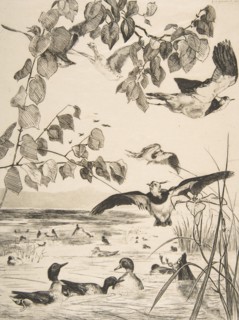 Vanneaux et Sarcelles