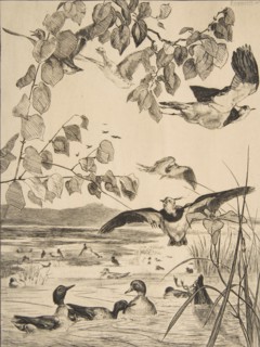 Vanneaux et Sarcelles