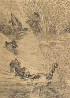 Ébats de canards