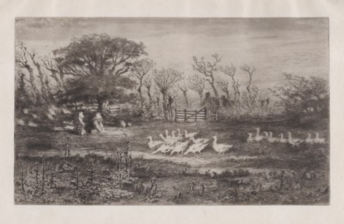 Geese