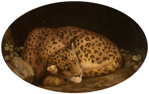 Sleeping Leopard, 1777.