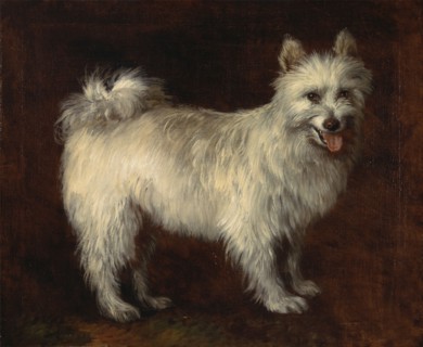 Spitz Dog;A Dog, ca. 1765.