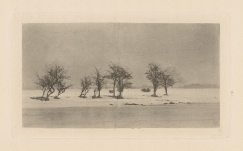 Gnarled Thorn Trees, 1893, printed 1895.