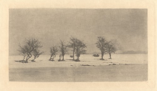 Gnarled-Thorn Trees, c. 1890, printed c. 1895.