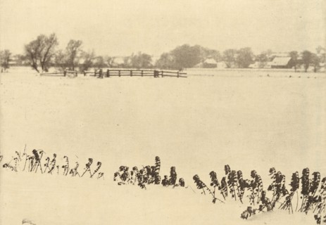 Marsh Weeds, in or before 1895.