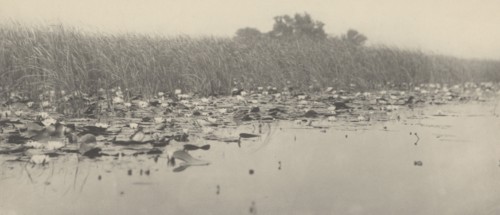 Water-Lilies, 1886.