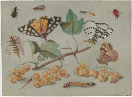 Study of Butterfly and Insects, c. 1655.