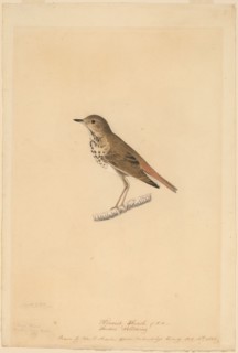 Hermit Thrush, 1820.