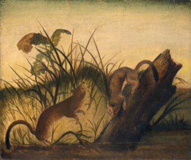 Long-Tailed Weasel, c. 1845.