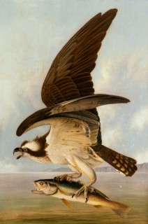 Osprey and Weakfish, 1829.