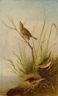 Sharp-Tailed Finch, 1831/1833.