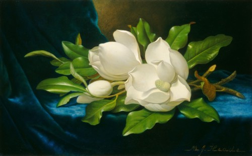 Giant Magnolias on a Blue Velvet Cloth, c. 1890.