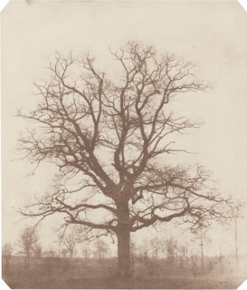 Oak Tree, mid-1840s.