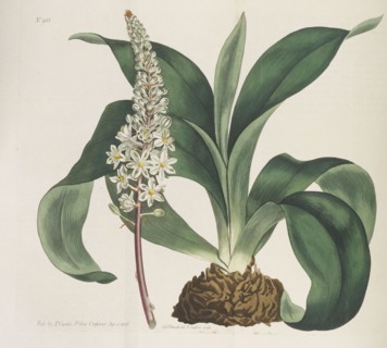 Botanical Magazine, 1787-1833. Private Collection.