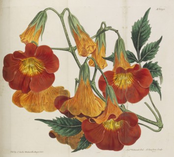 Botanical Magazine, 1787-1833. Private Collection.