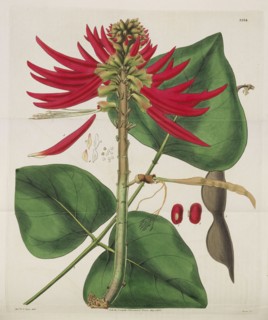 Botanical Magazine, 1787-1833. Private Collection.