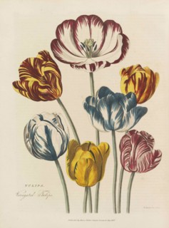 The universal herbal, 1824. Private Collection.
