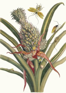 Ananas. From the Book Metamorphosis insectorum Surinamensium, 1705. Private Collection.