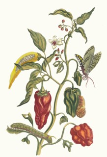 Poivre d'jnde. From the Book Metamorphosis insectorum Surinamensium, 1705. Private Collection.